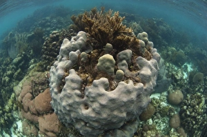 Barrier Reef Prints: Mixed Species Coral Reef Coral Reef Island, Belize Barrier Reef. Second largest barrier