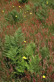Prairie Prints: Mixture of flowers, ferns and grasses, Dolason Prairie, Redwood National Park, California