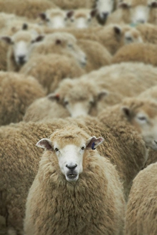 South Otago Prints: Mob of sheep, Catlins, South Otago, South Island, New Zealand