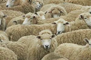 Images Dated 13th February 2012: Mob of sheep, Catlins, South Otago, South Island, New Zealand