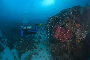 Images Dated 2nd June 2007: Model Released scuba divers at Tukang Besi Marine Preserve, pristine reefs near Wakatobi