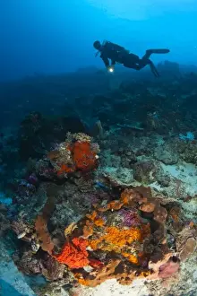 Images Dated 2nd June 2007: Model Released scuba divers at Tukang Besi Marine Preserve, pristine reefs near Wakatobi