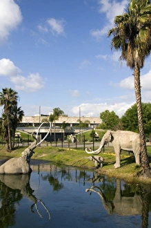 Images Dated 9th March 2009: Models of mammoths at the La Brea Tar Pits in Hancock Park, Los Angeles, California, USA