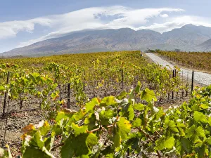 Modern Prints: Modern viniculture at winery Maria Chaves. Fogo Island (Ilha do Fogo)