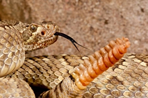 Mojave Rattlesnake Mojave Rattlesnake, Crotalus scutulatus Native to southWestern US
