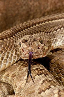 Poisonous Prints: Mojave Rattlesnake Mojave Rattlesnake, Crotalus scutulatus Native to southWestern US