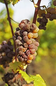 Mold Prints: A moldy Semillon