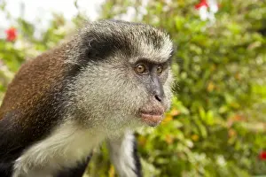 Staring Prints: Mona monkey of Grand Etang Lake. These animals were brought in from East Africa