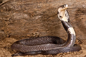 Vertebrate Prints: Monacled Cobra, Naja naja kaouthia, Native to Asia