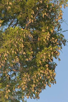 Images Dated 14th September 2015: Monarch Butterflies (Danus plexippus) roosting in Eastern Red Cedar (Juniperus virginiana)