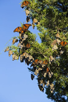 Images Dated 13th September 2015: Monarch Butterflies (Danus plexippus) roosting in Eastern Red Cedar (Juniperus virginiana)