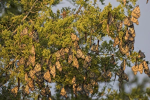 Images Dated 15th September 2015: Monarch Butterflies (Danus plexippus) roosting in Eastern Red Cedar (Juniperus virginiana)