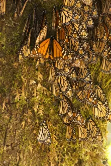 Images Dated 22nd February 2007: Monarch Butterflies(Danaus plexippus) on bark, El Rosario Butterfly Reserve