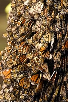 Images Dated 26th February 2007: Monarch Butterflies(Danaus plexippus) on bark, El Rosario Butterfly Reserve, Michoacan