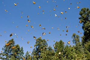 Butter Fly Prints: Monarch Butterflies(Danaus plexippus) in flight, El Rosario Butterfly Reserve, Michoacan