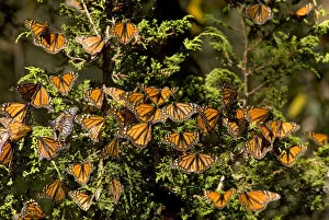 Monarch Butterflies(Danaus plexippus) on Pine Tree, El Rosario Butterfly Reserve