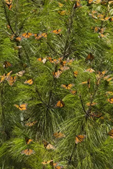 Images Dated 26th February 2007: Monarch Butterflies(Danaus plexippus) in Pine Trees, El Rosario Butterfly Reserve