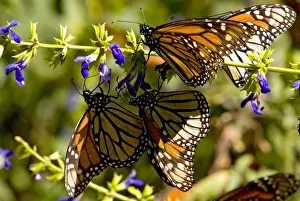 Nectaring Prints: Monarch Butterflies(Danaus plexippus)nectaring on flower, El Rosario Butterfly Reserve