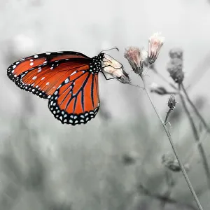 Colorized Prints: Monarch butterfly