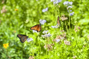Austin Prints: Monarch butterfly on Buttonbush flower, Austin, Texas, USA