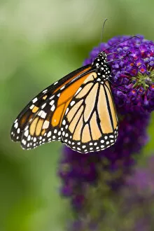 Images Dated 17th July 2006: Monarch Butterfly, Danaus plexippus