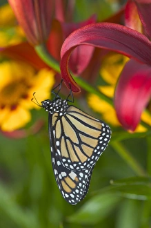 Monarch Butterfly, Danaus plexippus