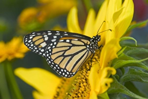 Monarch Butterfly, Danaus plexippus