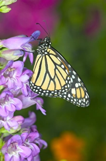 Images Dated 21st June 2005: Monarch Butterfly, Danaus plexippus