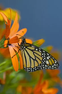 Images Dated 22nd June 2005: Monarch Butterfly, Danaus plexippus