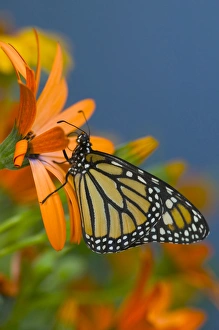 Images Dated 22nd June 2005: Monarch Butterfly, Danaus plexippus