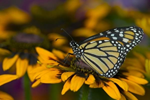 Images Dated 22nd June 2005: Monarch Butterfly, Danaus plexippus
