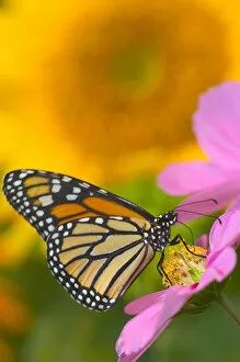 Images Dated 23rd June 2005: Monarch Butterfly, Danaus plexippus