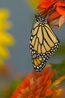 Images Dated 23rd July 2005: Monarch Butterfly, Danaus plexippus