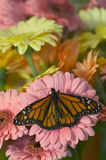 Images Dated 27th June 2005: Monarch Butterfly, Danaus plexippus