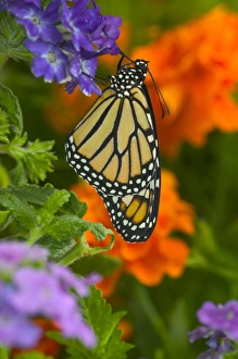 Images Dated 23rd July 2005: Monarch Butterfly, Danaus plexippus
