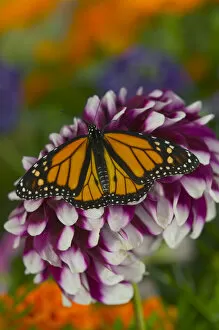 Images Dated 26th July 2005: Monarch Butterfly, Danaus plexippus