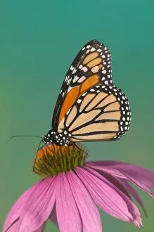 Images Dated 29th July 2005: Monarch Butterfly, Danaus plexippus