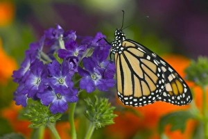 Images Dated 23rd July 2005: Monarch Butterfly, Danaus plexippus