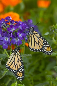 Images Dated 23rd July 2005: Monarch Butterfly, Danaus plexippus