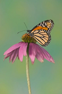 Images Dated 29th July 2005: Monarch Butterfly, Danaus plexippus