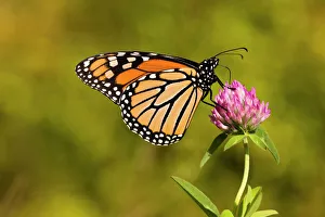 Jerry Marcy Monkman Prints: A monarch butterfly, Danaus plexippus, on clover in Grafton, Massachusetts