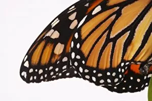 Images Dated 25th April 2006: Monarch Butterfly - Danaus plexippus