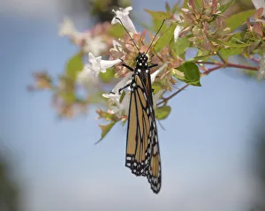 Migrating Prints: Monarch butterfly, Danaus plexippus, Florida