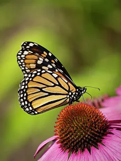 Images Dated 1st September 2022: Monarch butterfly on Echinacea flower