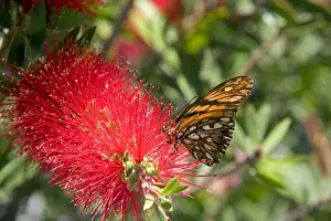 State Of Mexico Prints: A monarch butterfly feeding on the bloom of a Crimson Bottlebrush near Teotihuacan