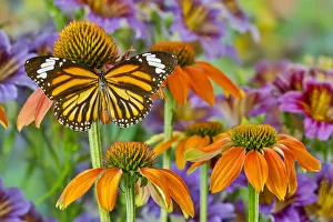 Monarch butterfly on orange coneflowers and painted tongue