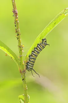 Richard And Susan Day Prints: Monarch caterpillar feeding on Swamp Milkweed, Marion County, Illinois