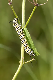 Monarch caterpillar on swamp milkweed