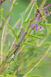 Monarch caterpillars feeding on Swamp Milkweed, Marion County, Illinois. (Editorial Use Only)