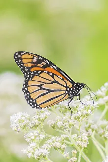 Alighting Prints: Monarch on Common Boneset, Marion County, Illinois. (Editorial Use Only)